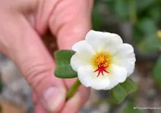 What do you think which name will fit this flower/plant the best? It is a new portulaca of Padana and, just like they did with Top Tunia Mascara, they asked the visitors to send in a name.  